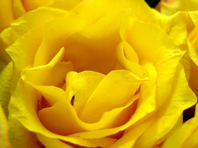 Yellow rose main thumb.